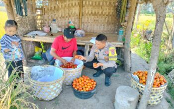 Bhabinkamtibmas Desa Bagik Papan Sambangi Petani, Cek Panen Tomat, dan Berikan Imbauan Kamtibmas