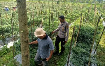 Polsek Montong Gading Monitoring Lahan Cabai, Dukung Program Ketahanan Pangan Masyarakat