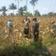 Dukung Ketahanan Pangan, Personel Polsek Montong Gading Cek Lahan Jagung Milik Petani