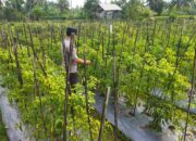 Bhabinkamtibmas Desa Lendang Nangka Cek Lahan Cabai, Dukung Program Ketahanan Pangan Bergizi