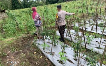 Dukung Ketahanan Pangan Nasional, Bhabinkamtibmas Masbagik Utara Baru Sambangi Warga dan Monitoring Lahan Pertanian