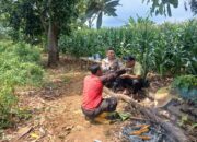 Dukung Asta Cita Presiden, Bhabinkamtibmas Polsek Tambakboyo Dampingi Petani Jagung di Lahan