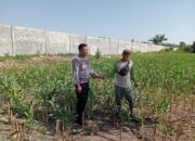 Dukung Ketahanan Pangan Nasional, Bhabinkamtibmas Desa Dalam Cek Langsung Pertumbuhan Jagung Warga