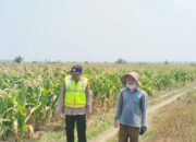 Polri Dukung Astacita, Polsek Grabagan Polresta Tuban Turun Cek Tanaman jagung milik Warga di Desa Grabagan