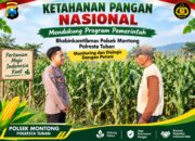Mendukung Asta Cita Presiden bhabinkamtibmas Polsek Montong Polresta Tuban Pantau Kodisi Tanaman Jagung Milik Warga Desa pakel