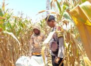 Dukung Ketahanan Pangan Nasional, Bhabinkamtibmas Desa Batu Bangka Sambangi Petani yang Sedang Panen Jagung