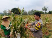 Dukung Ketahanan Pangan Nasional, Personel Polsek Bancar Turun Ke Lahan Bantu Warga Desa Siding Panen Jagung