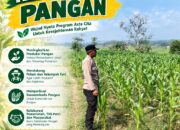 Dukung Program Ketahanan Pangan, Polsek Bangilan Monitoring Pertumbuhan Tanaman Jagung