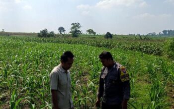 Polsek Grabagan Polresta Tuban Turun Langsung Cek Tanaman Jagung Warga