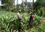 Bhabinkamtibmas Kelayu Selatan Cek Tanaman Jagung, Dorong Petani Dukung Ketahanan Pangan