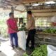 Bhabinkamtibmas Bagik Payung Selatan Sambangi Petani, Dorong Ketahanan Pangan