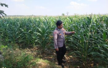 Polri Dukung Astacita, Polsek Merakurak Polresta Tuban Turun Cek Tanaman Jagung Warga di Desa Tuwiri Wetan