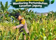 Mendukung Program Ketahanan Pangan, Bhabinkamtibmas Monitoring Pertumbuhan Jagung