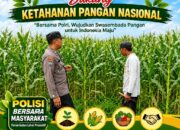 Dukung Asta Cita, Polsek Jatirogo Turun Langsung Pantau Ladang Jagung Warga Desa Jatiklabang