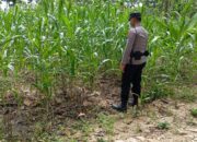 Konsep Dukung Asta Cita Presiden, Bhabinkamtibmas Polsek Tambakboyo Monitoring Lahan Jagung Warga