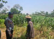 KoDukung Ketahanan Pangan Nasional, Petugas Polmas Desa Bendonglateng Polsek Kenduruan Polresta Tuban Dialog dan Beri Motivasi Petani Jagung