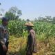 KoDukung Ketahanan Pangan Nasional, Petugas Polmas Desa Bendonglateng Polsek Kenduruan Polresta Tuban Dialog dan Beri Motivasi Petani Jagung