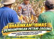 Mendukung Program Ketahanan Pangan, Bhabinkamtibmas Monitoring Pertumbuhan Jagung