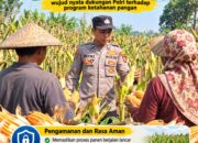Mendukung Program Ketahanan Pangan, Bhabinkamtibmas Monitoring Pertumbuhan Jagung