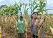 Dukung Asta Cita Presiden, Bhabinkamtibmas Polsek Tambakboyo Monitoring Lahan Jagung Siap Panen
