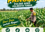TURUN KE LAPANGAN, ANGGOTA POLSEK KEREK BANTU PETANI PANEN JAGUNG DI DESA BINAAN