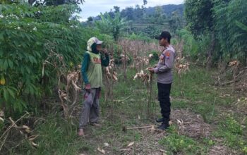 Polsek Grabagan Polresta Tuban Turun Langsung Cek Tanaman Jagung Warga