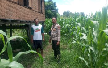 Tinjau Langsung Perkebunan Jagung Warga, Bhabinkamtibmas Desa Ngeru Dorong Optimalisasi P2L demi Ketahanan Pangan