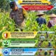 Mendukung Program Ketahanan Pangan, Bhabinkamtibmas Monitoring Pertumbuhan Jagung