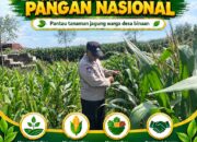 Polsek Bangilan Dukung Ketahanan Pangan Nasional, Pantau Tanaman Jagung Warga
