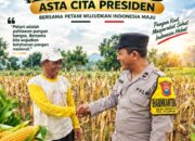 Polsek Plumpang Polresta Tuban Turun Langsung Cek Tanaman Jagung Warga
