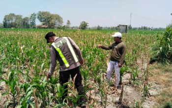 Polri Dukung Astacita, Polsek jenu Polres Tuban Turun Cek Tanaman Jagung Warga di Desa suwalan