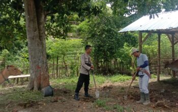 Dukung Ketahanan Pangan, Bhabinkamtibmas Rababaka Bantu Warga Kelola Lahan Peternakan Sapi