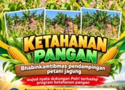 Mendukung Program Ketahanan Pangan, Bhabinkamtibmas Monitoring Pertumbuhan Jagung