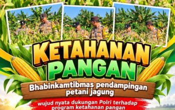 Mendukung Program Ketahanan Pangan, Bhabinkamtibmas Monitoring Pertumbuhan Jagung