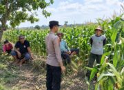 Dukung Asta Cita Presiden, Bhabinkamtibmas Polsek Tambakboyo Monitoring dan Sambang Petani Jagung