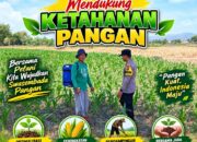 Dukung Ketahanan Pangan Bhabinkamtibmas Polsek Senori Polresta Tuban Bantu Pemupukan Tanaman Jagung Milik Petani Desa Wanglukulon