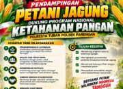Mendukung Program Ketahanan Pangan, Bhabinkamtibmas Monitoring Pertumbuhan Jagung