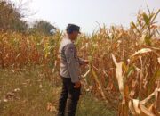 Polri Dukung Astacita, Polsek jenu Polres Tuban Turun Cek Tanaman Jagung Warga di Desa suwalan