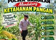 Dukung Program Ketahanan Pangan, Polsek Bangilan Monitoring Pertumbuhan Tanaman Jagung