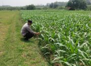 Polsek Jatirogo Turun ke Lahan produktif Desa Paseyan Wujudkan Dukungan Astacita Swasembada Pangan