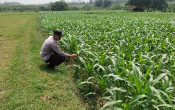Polsek Jatirogo Turun ke Lahan produktif Desa Paseyan Wujudkan Dukungan Astacita Swasembada Pangan