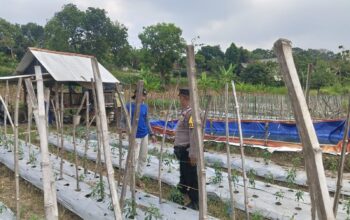 ANGGOTA POLSEK GRABAGAN SAMBANG DESA BINAAN, PANTAU LAHAN JAGUNG DAN MEMASTIKAN SISTEM IRIGASI MASIH LANCAR