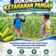 Polsek Soko Polresta Tuban Turun Langsung Cek Tanaman Jagung Warga