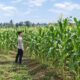 Dukung Ketahanan Pangan Nasional, Bhabinkamtibmas Polsek Tambakboyo Monitoring Lahan Jagung Warga