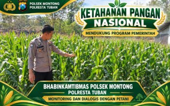 Mendukung Asta Cita Presiden bhabinkamtibmas Polsek Montong Polresta Tuban Pantau Kodisi Tanaman Jagung Milik Warga Desa pakel