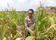 adukung Ketahanan Pangan Nasional, Polisi Polsek Kenduruan Polresta Tuban Cek Perkembangan Tanaman Jagung Milik Petani