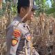 Mendukung Program Ketahanan Pangan, Bhabinkamtibmas Monitoring Pertumbuhan Jagung