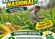 Kawal Swasembada Pangan, Polsek Jatirogo Pantau Langsung Tanaman Jagung di Paseyan