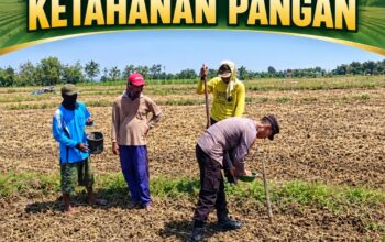Dukung Program Ketahanan Pangan Anggota Bhabinkamtimas Polsek Senori Polres Tuban Polda Jatim Menanam Jagung Bersama Warga Desa Leran