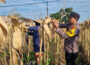 Anggota Polresta Tuban Polsek Bancar Laksanakan Monitoring Panen Jagung di Desa Ngampelrejo